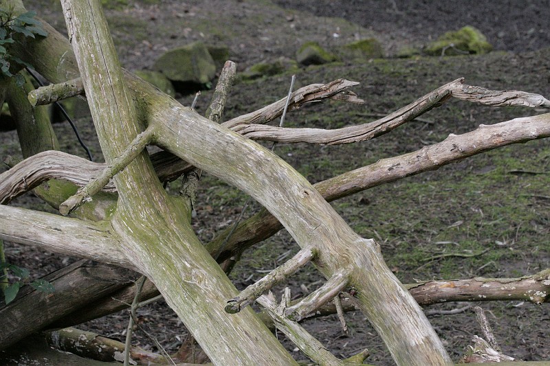 Fotoclubje Blijdorp 2008-104.jpg